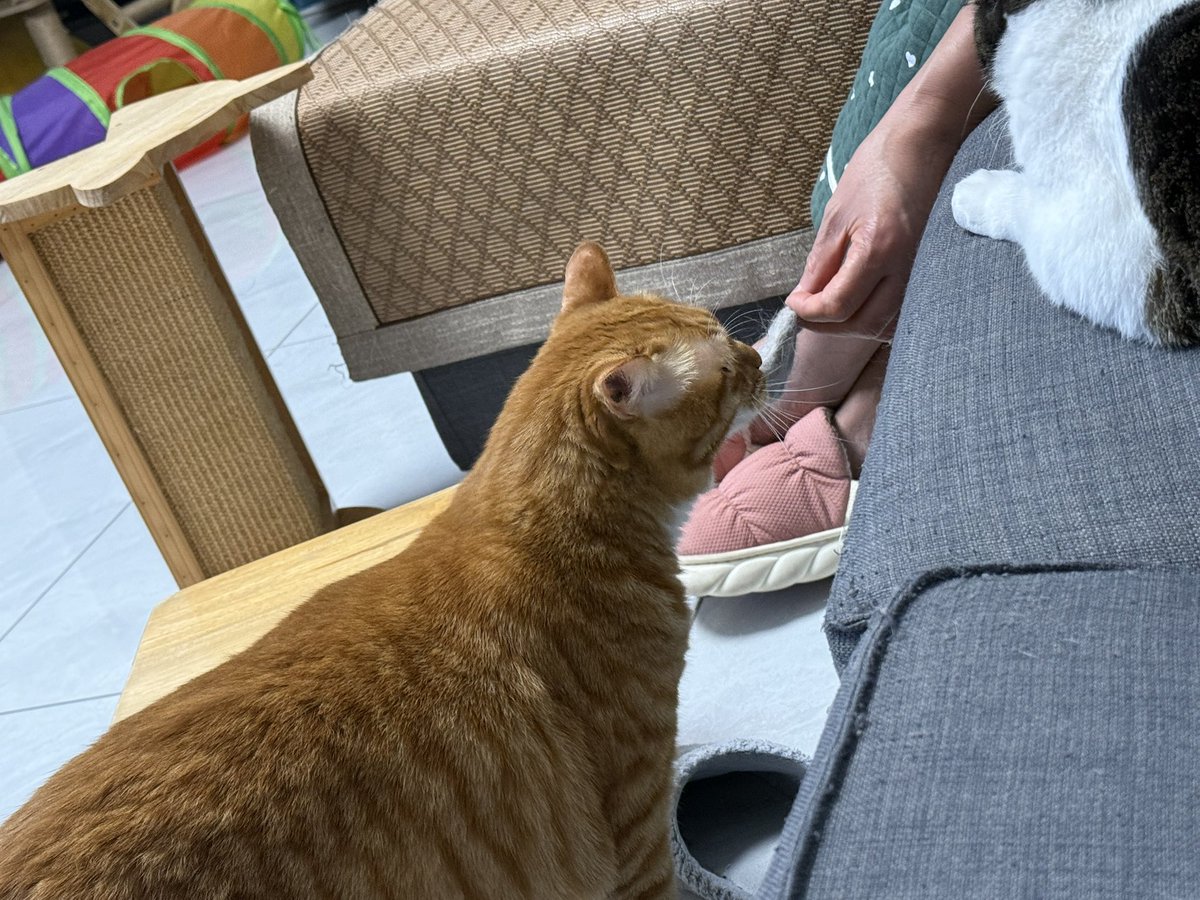 BadDogEgg's tweet image. 我妈问猪皮闻得出是谁的毛吗，是猪毛毛的毛