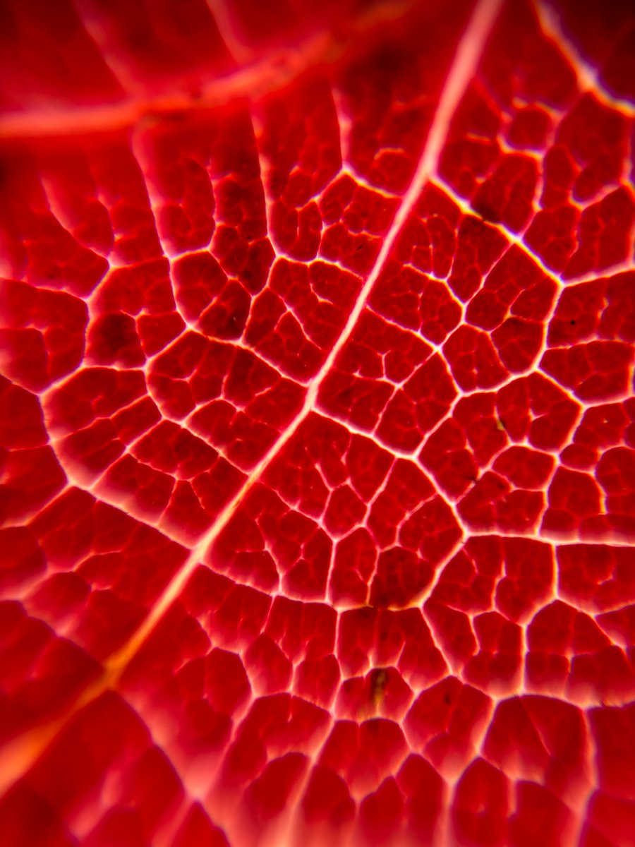 StPaulsSurrey's tweet image. Students in our Friday Click Photography Enrichment group have been exploring macro lens photography, resulting in some stunning and vibrant autumn images. #enrichment #enrichmentactivities #photography #macrolensphotography