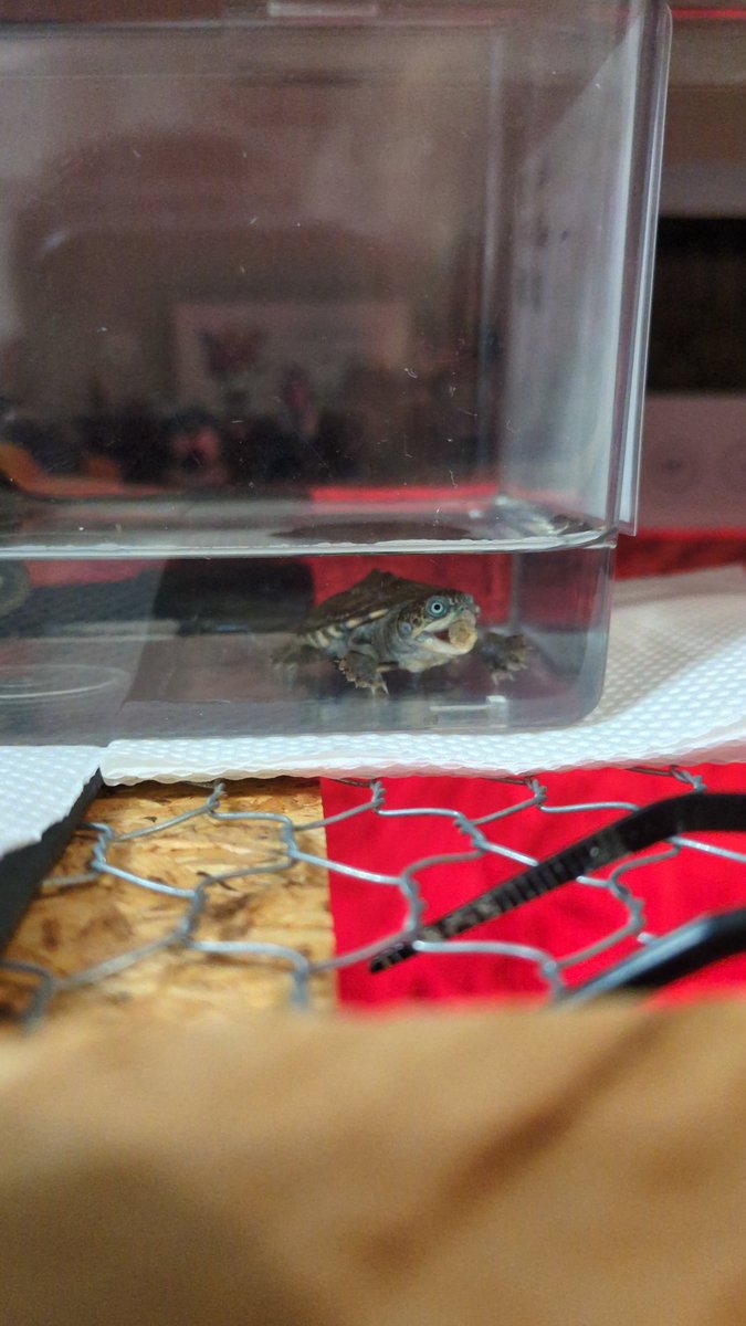 #burikura #ぶりくら市#ぶりくら
#ドクトカゲラヴァー<a href="/DokutokageLover/">ドクトカゲラヴァー</a>
#トゥルカナハコヨコクビガメ
昨日、ぶりくら市へ行って参りました✨️
今年はドクトカゲラヴァー<a href="/DokutokageLover/">ドクトカゲラヴァー</a>さんからトゥルカナのベビーをお迎えしました🐢
すでにこの透き通るような青い目🪬
成長が楽しみだす‼️