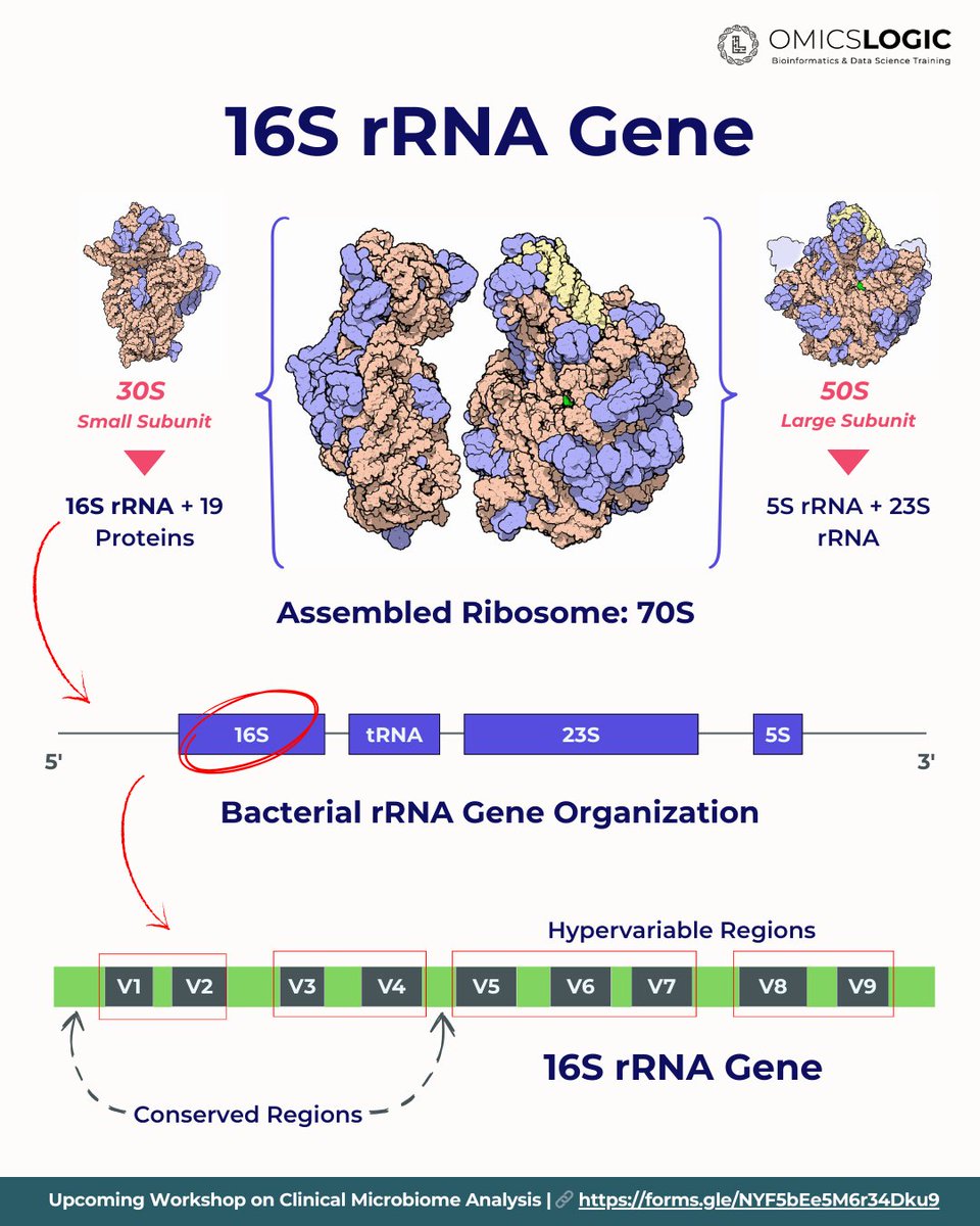 OmicsLogic's tweet image. The 16S rRNA gene combines conserved and hypervariable regions. This balance allows accurate comparison between microorganisms.

👉 Join our 𝟐-𝐃𝐚𝐲 𝐎𝐧𝐥𝐢𝐧𝐞 𝐖𝐨𝐫𝐤𝐬𝐡𝐨𝐩 – 𝐂𝐥𝐢𝐧𝐢𝐜𝐚𝐥 𝐌𝐢𝐜𝐫𝐨𝐛𝐢𝐨𝐦𝐞 𝐀𝐧𝐚𝐥𝐲𝐬𝐢𝐬 

🔗 Register now: forms.gle/NYF5bEe5M6r34D…