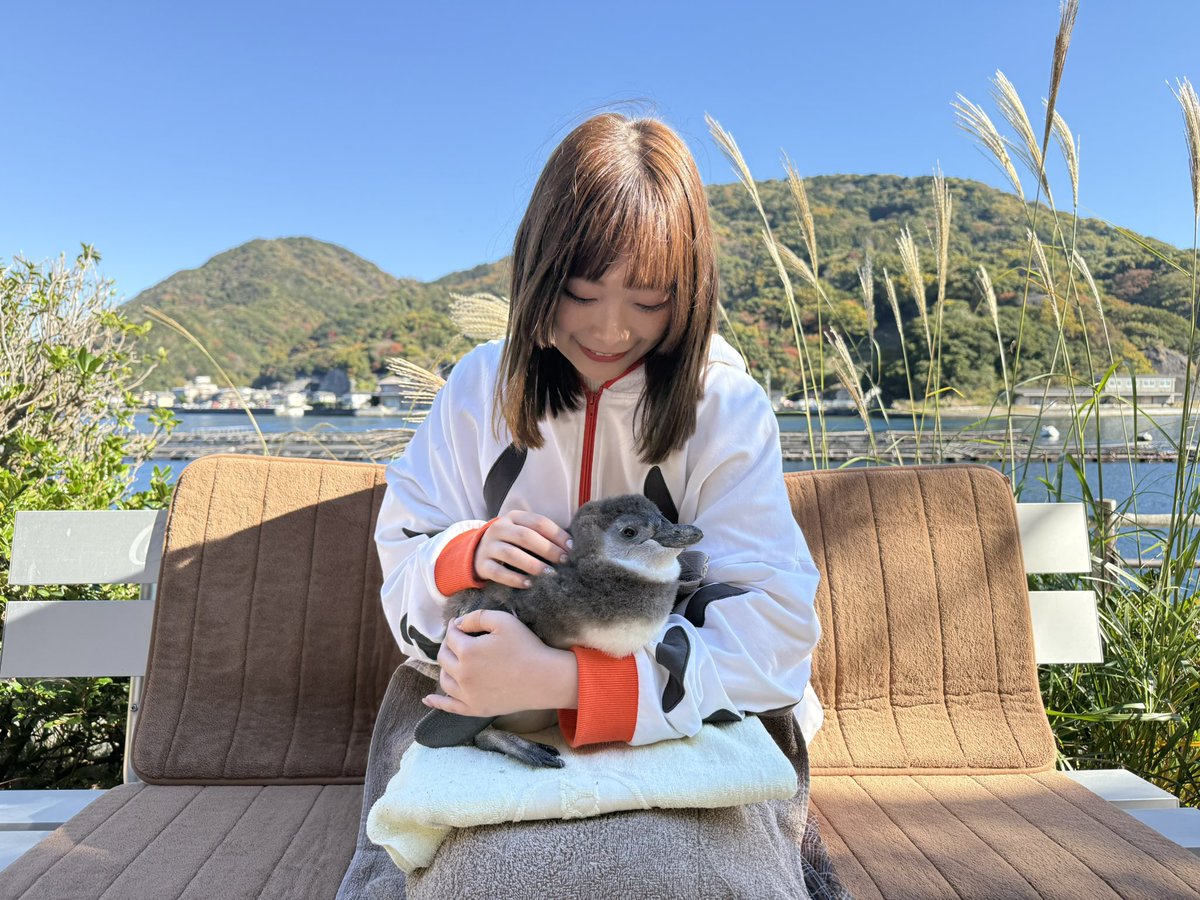 koyamamomoyo's tweet image. ペンギンのヒナの
名付け親になりました🐧

名前は&quot;ハレ&quot;です。
性別はまだわかりません🐧

完全に母親の顔つき🤱🏻🫧

ハレ、大きく健やかに育ってね。
またすぐに会いに行くからね🐧

#あわしまマリンパーク