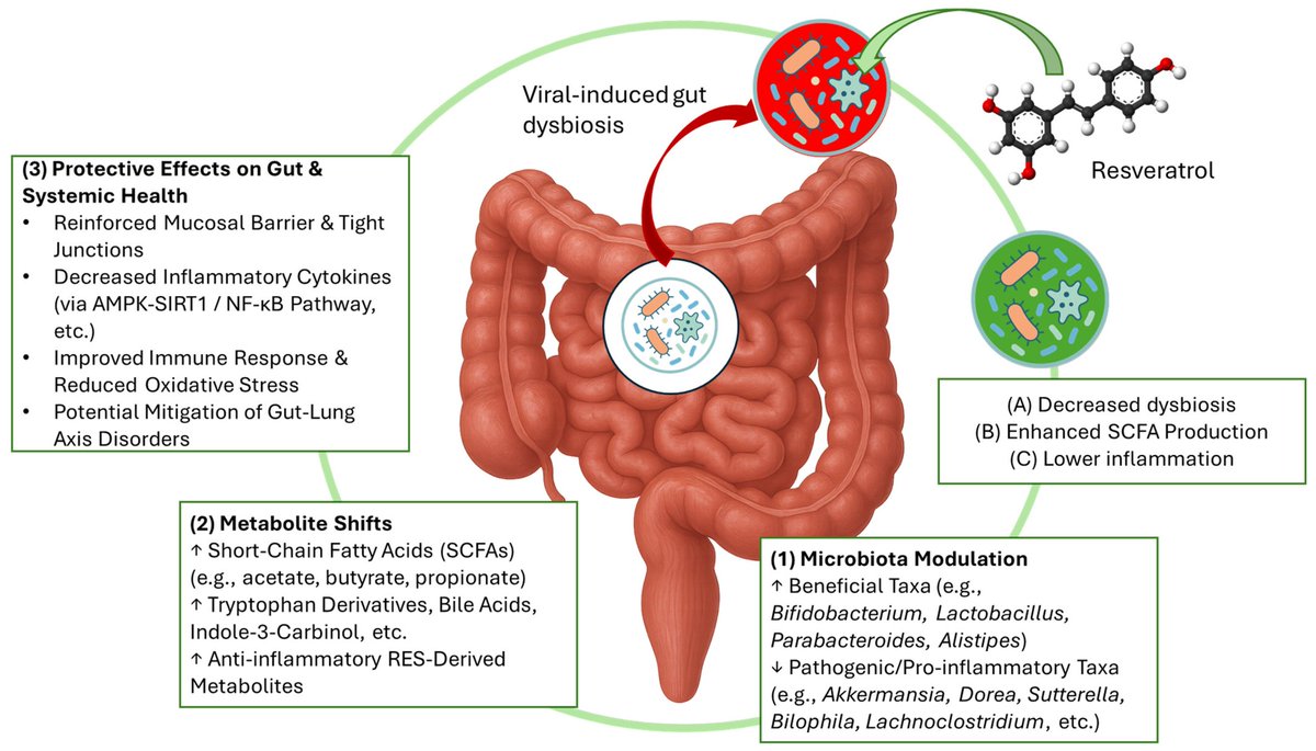 _MCRicardo_'s tweet image. Resveratrol (RES) as an Adjunct Antiviral Agent in Pediatric Viral Infections: A Rev on Mechanistic Insights &amp;amp; Gut Microbiota Modulation

This is the first narrative Rev focused on RES’s antiviral activity in pediatric viral infections
mdpi.com/1422-0067/26/2… @HealthyFellow