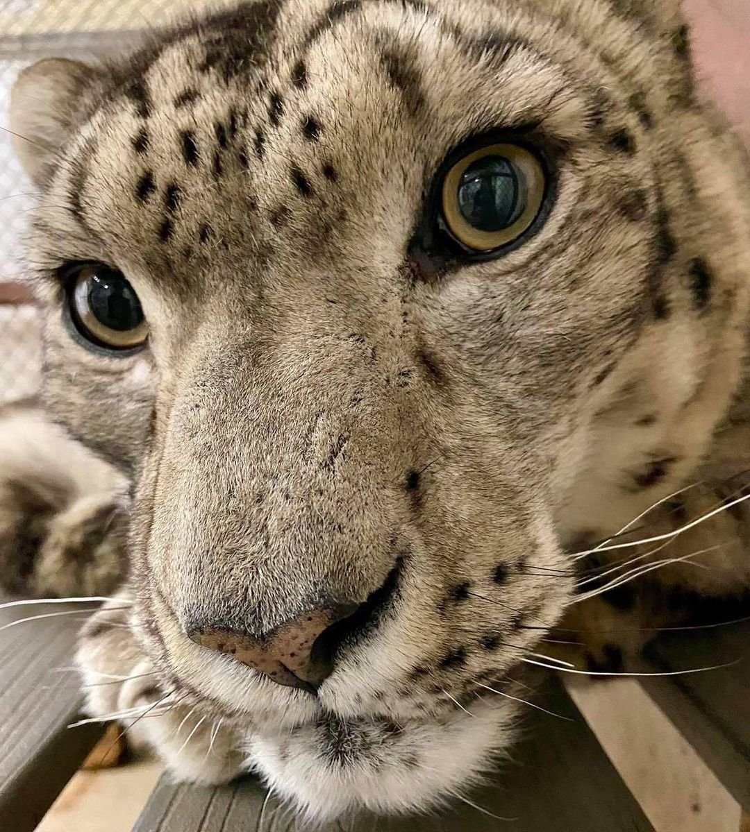 CatReviewer's tweet image. *explodes your toes as you scroll by*