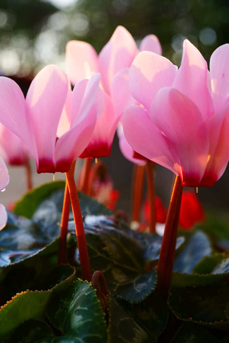 HitakiDori's tweet image. 蓮池の紅鶴。
#シクラメン #猫の額ほどの賑わい