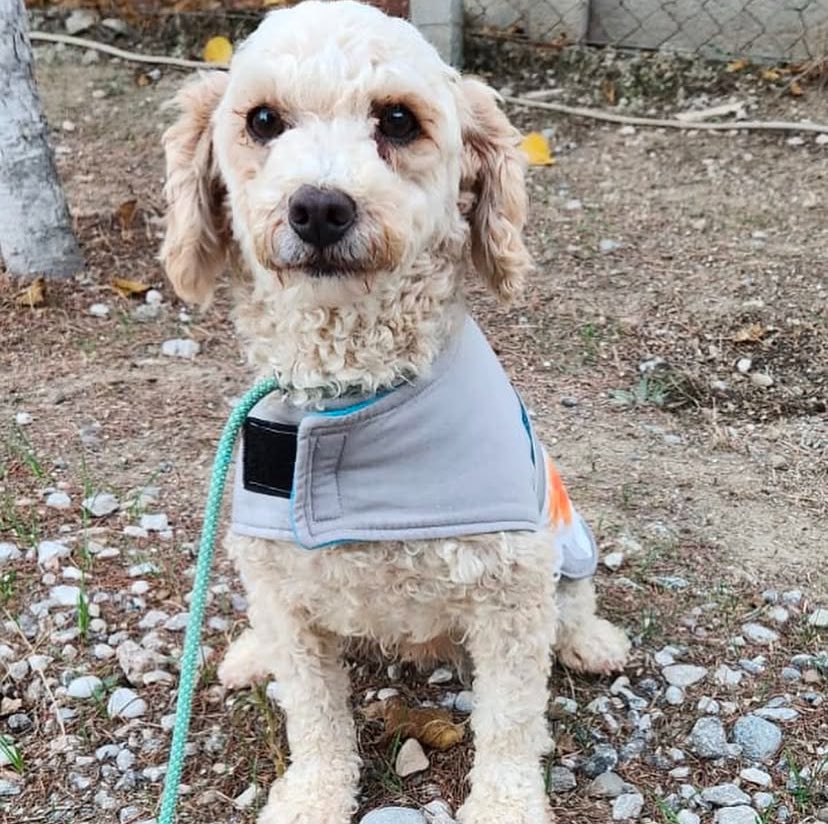 Patistoryy's tweet photo. 2 yaş civarı dişi poodle, traşlı. Kısırlaştıma, asla çiftleştirmeme ve takip şartıyla, sahiplendirme sözleşmesi yapılarak yuvalanacaktır. Paylaşım desteği rica ediyorum. İZMİR
ÜCRETSİZDİR
İletişim: DM
#satınalmasahiplen #adoptdontshop #rescuedog #acilyuvaaranıyor  #keşfet https://t.co/Wf9QBvguLo