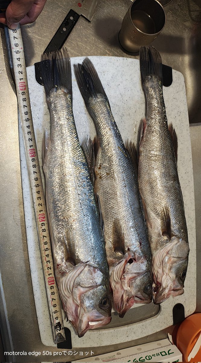KITO0088's tweet photo. 本日は友達とサーフ行った🎣
青物狙いで行ったので少し残念てしたが小シーバス3本���ット❗
ムニエル出美味しく頂きました😉🖐️

#シーバス　#釣り　#Fishing　#サーフ　#スズキ https://t.co/K2dgjeAJj8