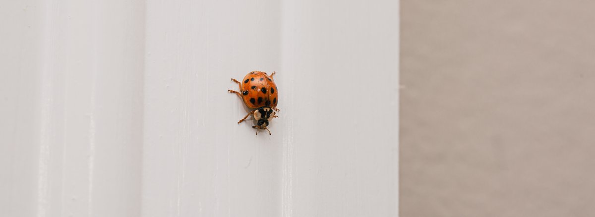 K-State Extension tweet media