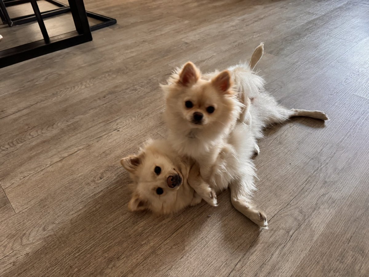 ev_winkel's tweet photo. #novemberkiek
#duo
@adriana57 
M’n oppashondjes🥰 https://t.co/mrobx38Y1j