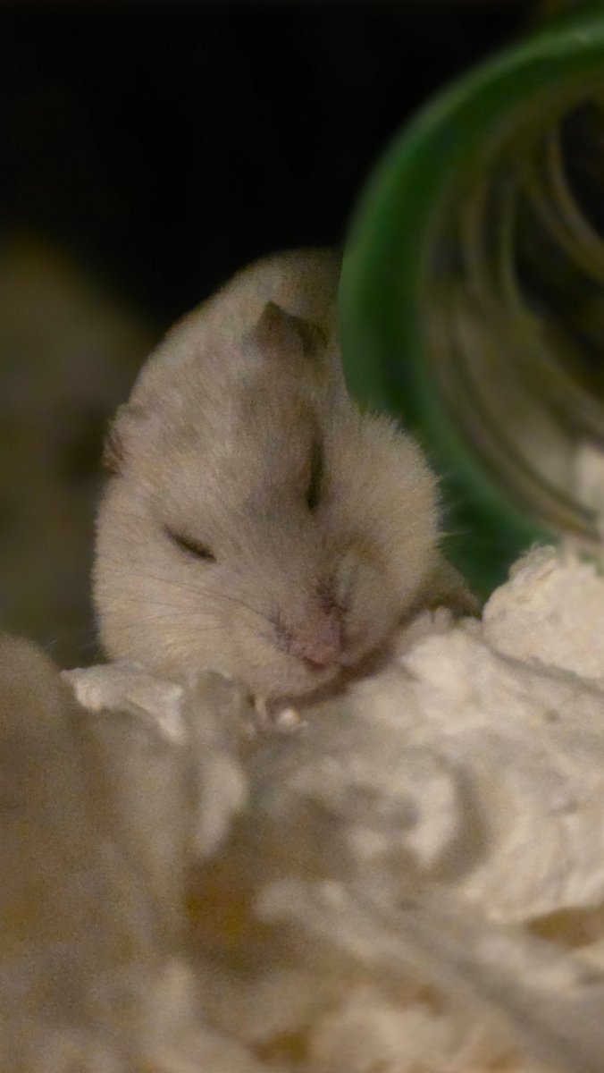 cocoa__yu's tweet image. 本日の日替わりハム