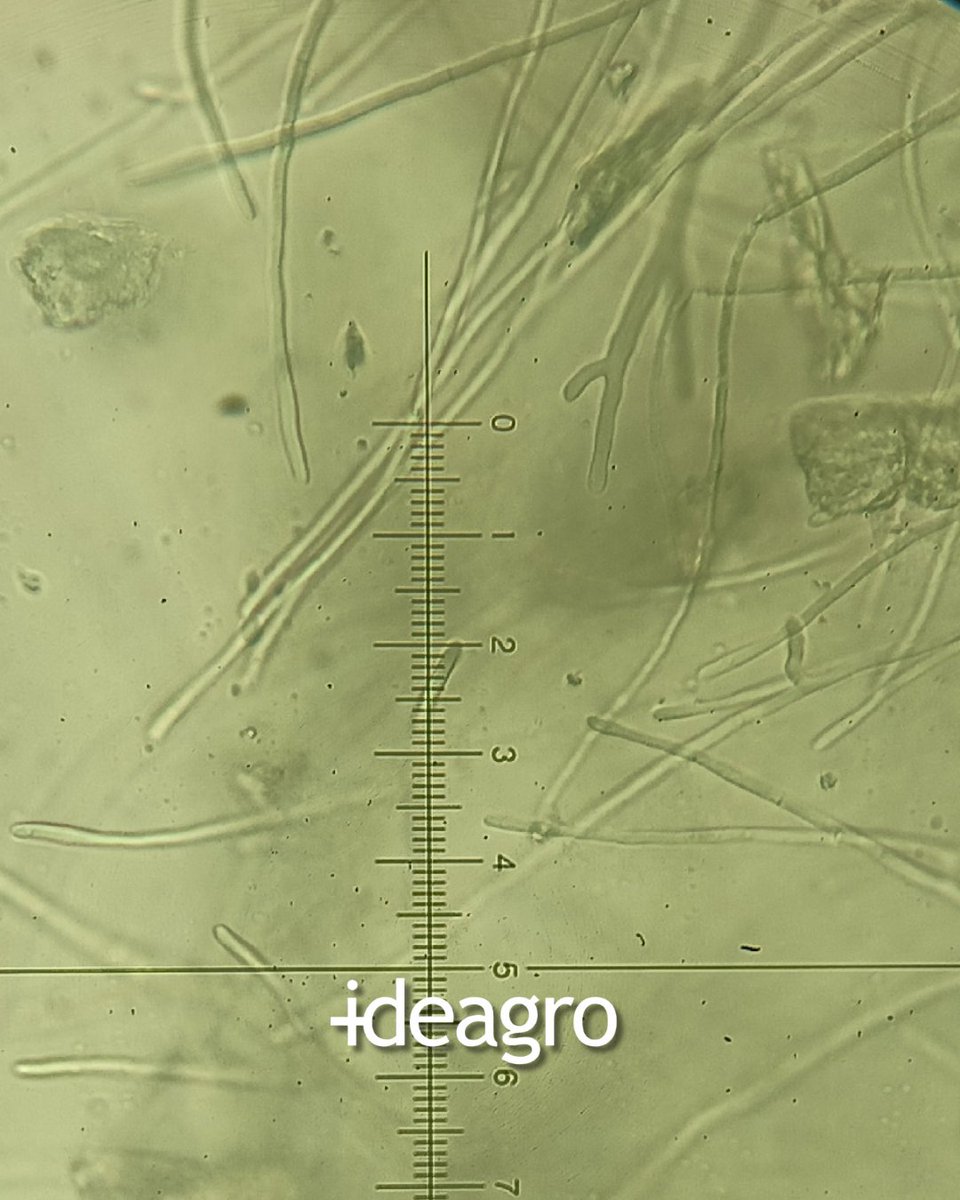 IDEAGRO tweet media