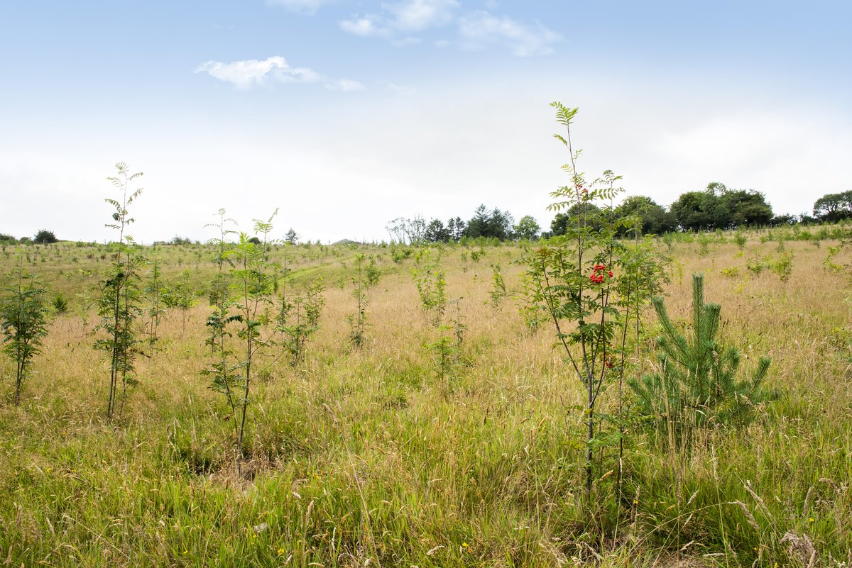 🌳 It’s #NationalTreeWeek (22–30 Nov)! 🌱 We’re proud to see our own woodland, Derowek, thrive, what started with 1,500 trees in 2023 has grown to 5,000! 🌲 Here’s to rooting for nature and branching out into sustainability. #TreeWeek #Neptune