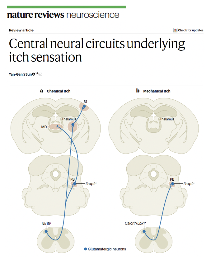 MichaelOkun's tweet image. What does your brain have to do w/ itching? Spoiler alert: The brain plays an important role in itch. Itch is a somatosensory signal that your brain interprets and shapes, linking sensation, emotion and action. Sun describes in a new paper in Nature Reviews Neuroscience how the
