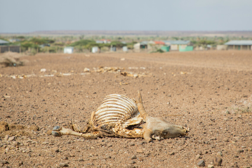 Concern's tweet image. Concern cautiously welcomes the agreement reached at #COP30, but the commitment on climate adaptation finance needs must be urgently implemented to support lower income countries currently facing the full brunt of #climatechange.

Read more ⬇️ 
bit.ly/4a92xCz