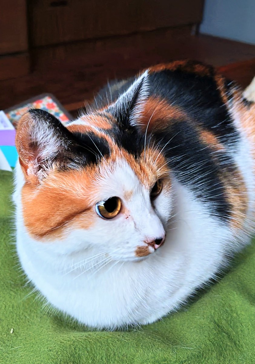 タラノメ家 (@taranomeke) / Posts / X