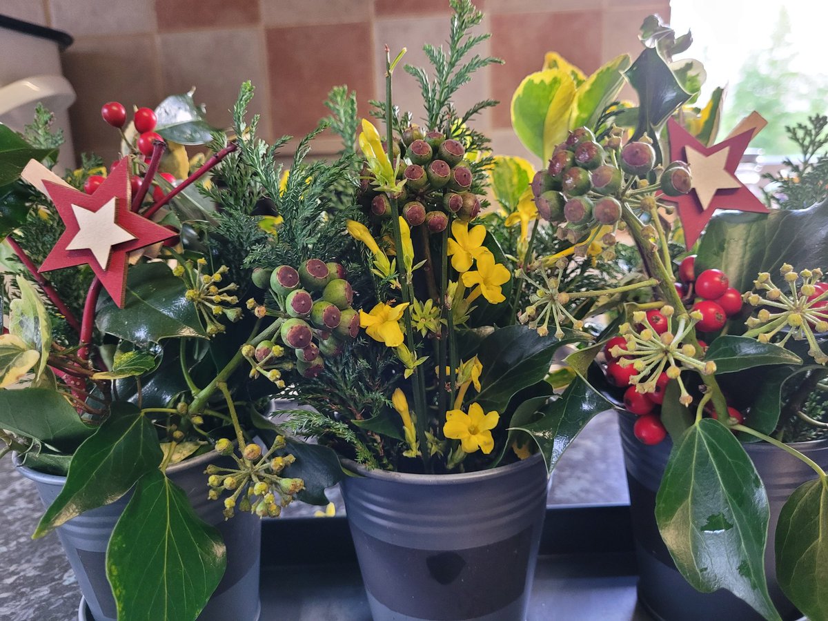 dovecotenursery's tweet image. Another Xmas table decoration just finished . Other sizes and varieties along with Holly bouquets on the table today 😀 #anglesey #local #seasonal #chef