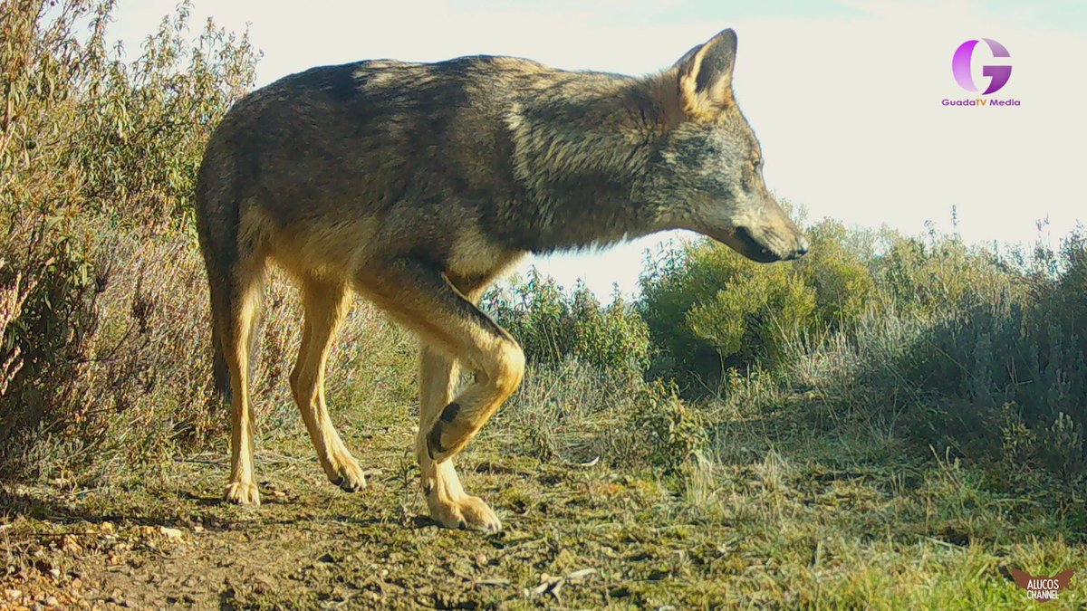 ALUCOS CHANNEL: Lobo ibérico parte 1 
youtu.be/TaRjOiC7ePs