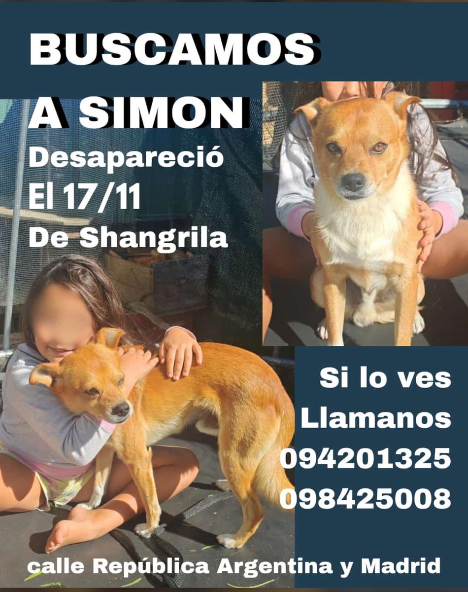 msofialp's tweet image. Están buscando a este perrito perdido 🤍
