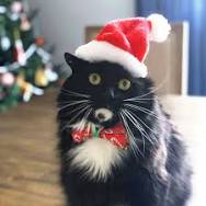 RhiannonSionne's tweet image. The pets are donning their Santa hats and gearing up to send love to Ukraine!
Santa Paws is on his way!!! 
#PetsHelpingPets 💛💙