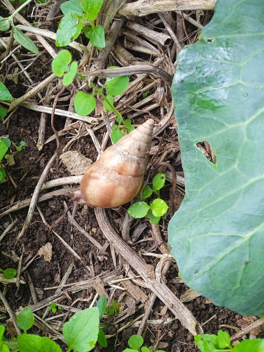 FrankEtah's tweet image. Snail infestation on cabbage plants is a serious problem for farmers. These pests feed on the leaves, causing holes, slowing growth, and reducing crop quality. If not controlled early, they can lead to major losses. 
#CabbageFarming
#PestControl
#CropProtection