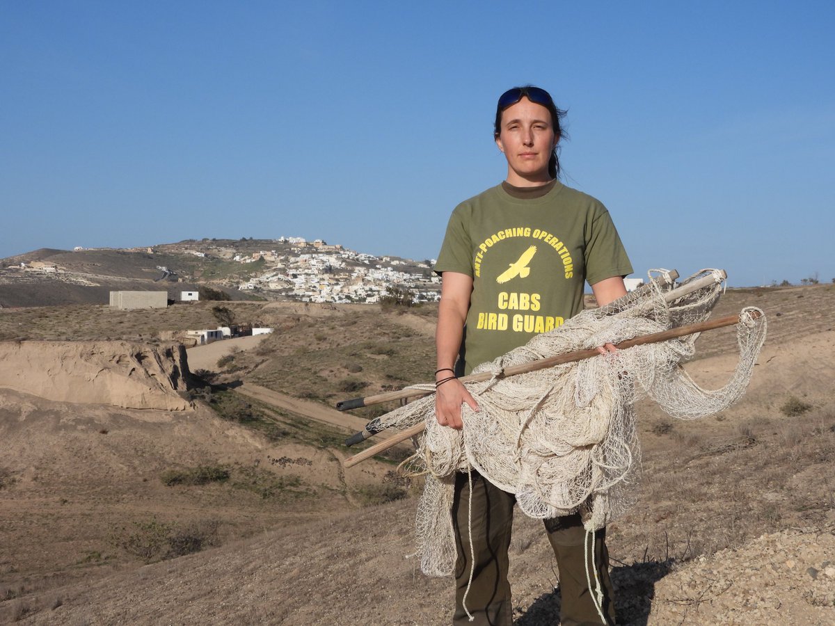 CABS_REPORTS's tweet image. 🚨 ACTION in #Santorini! 

Our teams checked 100+ trapping sites, caught 5 poachers, and seized 125+ illegal traps (nets, limesticks, cages). 

128 Goldfinches/Greenfinches set FREE! 

We&apos;re working with authorities to stop this Eastern Mediterranean poaching hotspot for good.