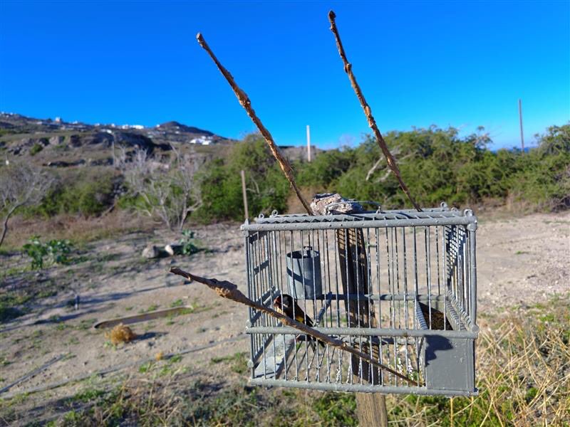 CABS_REPORTS's tweet image. 🚨 ACTION in #Santorini! 

Our teams checked 100+ trapping sites, caught 5 poachers, and seized 125+ illegal traps (nets, limesticks, cages). 

128 Goldfinches/Greenfinches set FREE! 

We&apos;re working with authorities to stop this Eastern Mediterranean poaching hotspot for good.