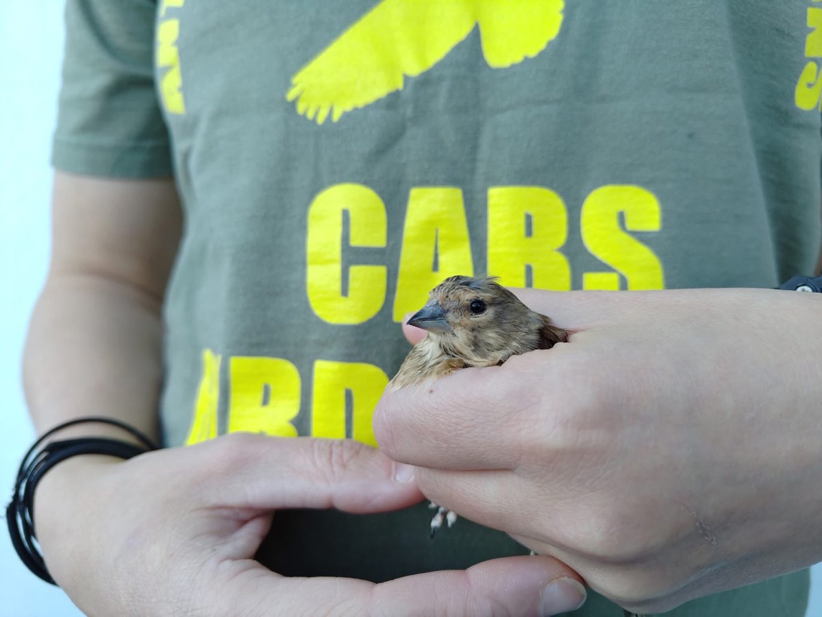 CABS_REPORTS's tweet image. 🚨 ACTION in #Santorini! 

Our teams checked 100+ trapping sites, caught 5 poachers, and seized 125+ illegal traps (nets, limesticks, cages). 

128 Goldfinches/Greenfinches set FREE! 

We&apos;re working with authorities to stop this Eastern Mediterranean poaching hotspot for good.