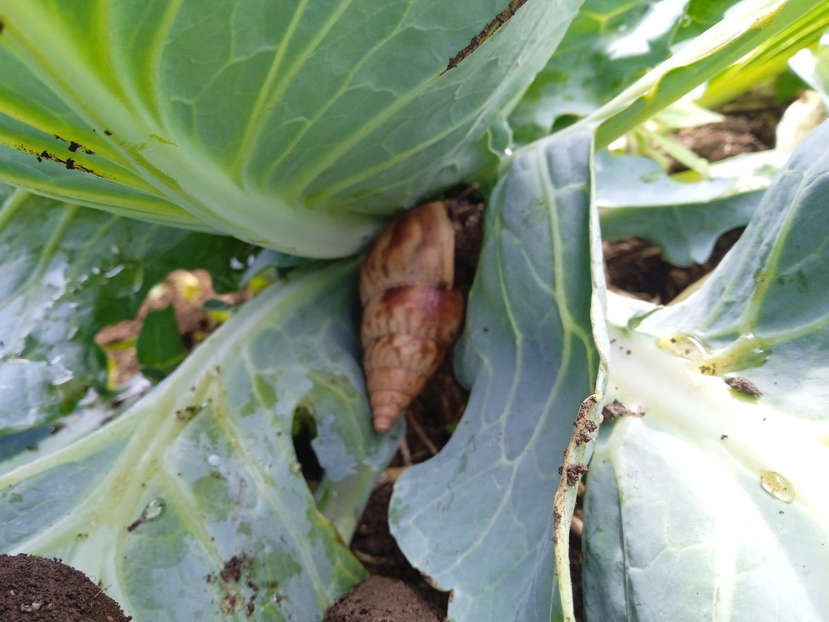 FrankEtah's tweet image. Snail infestation on cabbage plants is a serious problem for farmers. These pests feed on the leaves, causing holes, slowing growth, and reducing crop quality. If not controlled early, they can lead to major losses. 
#CabbageFarming
#PestControl
#CropProtection