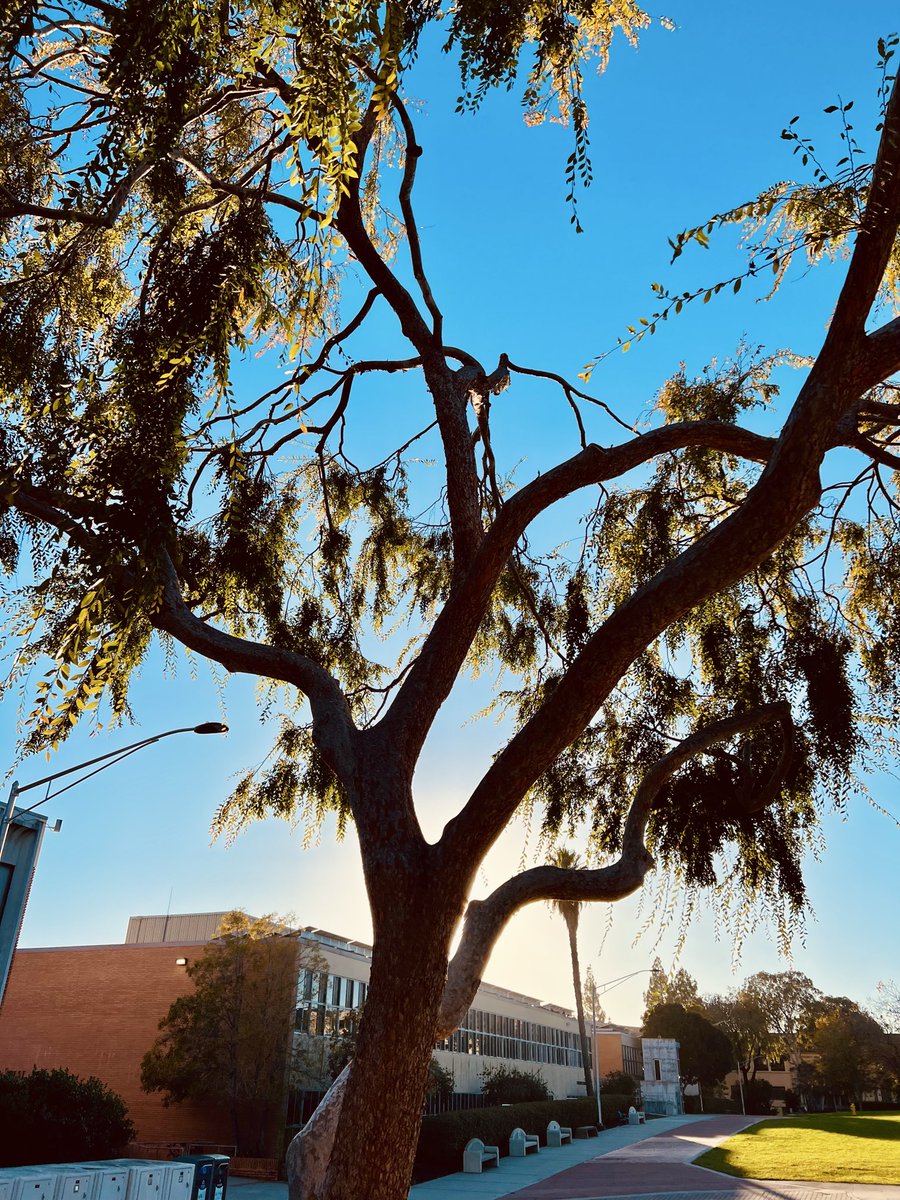 coastalframe's tweet image. #tree