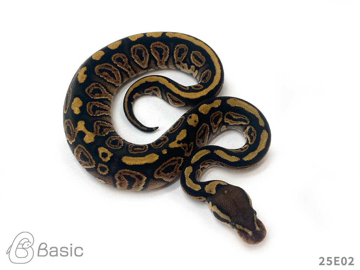 Basic はる (@basic_haru) / Posts and Replies / X