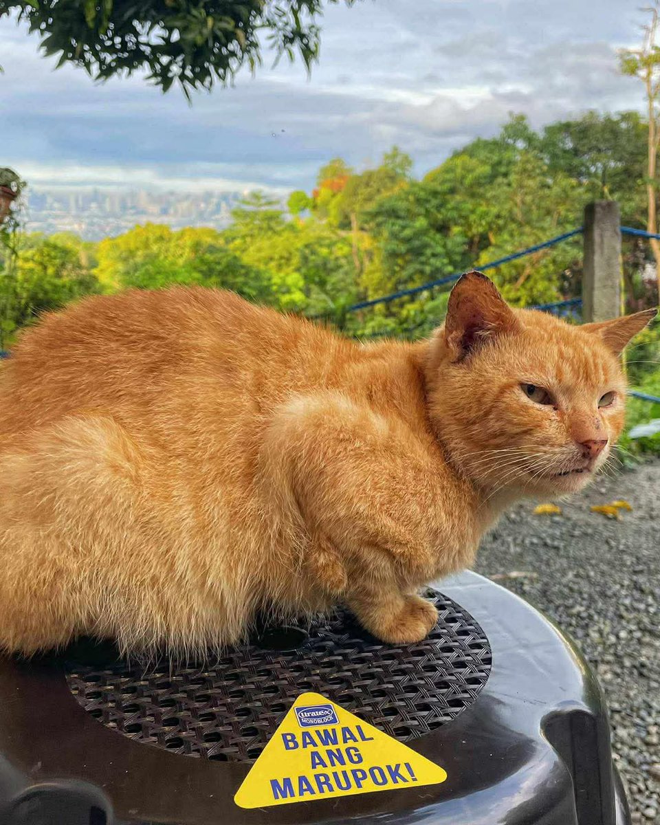 mgapusasadaan's tweet image. ⚠️