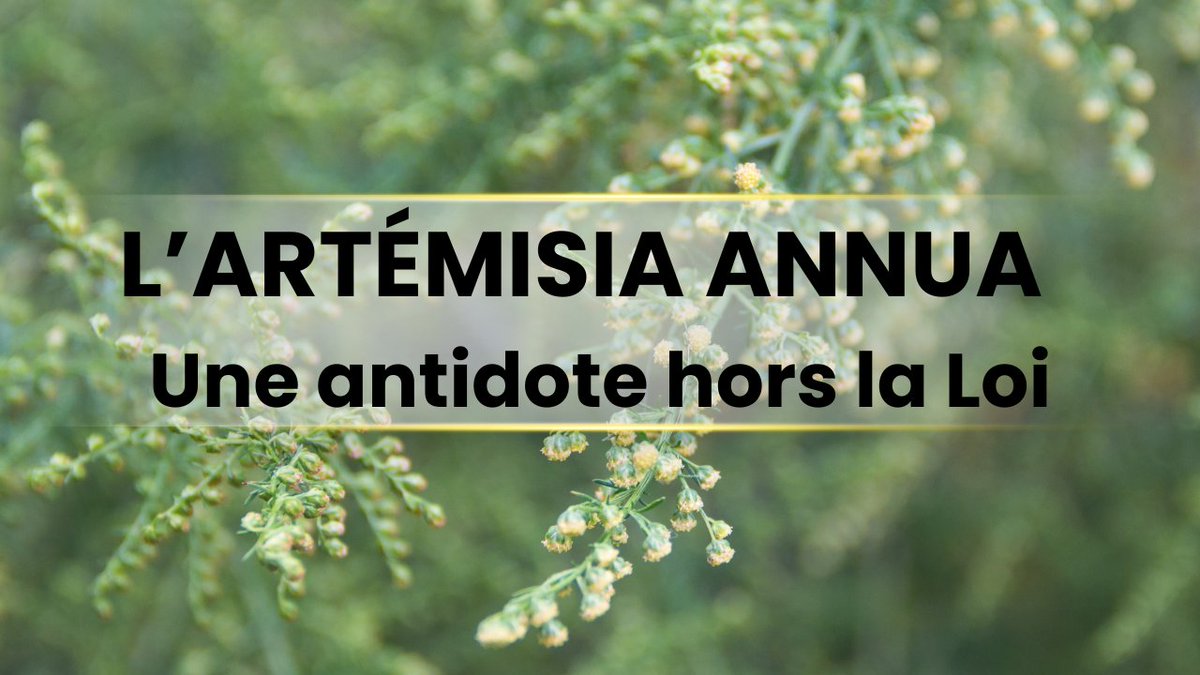 BarneriasPierre's tweet image. Connaissez-vous cette plante hors la loi ? 
L&apos;artémisia Annua 

Lire l&apos;article citizen-light.fr/connaissez-vou… 

Source : @asso_kokopelli