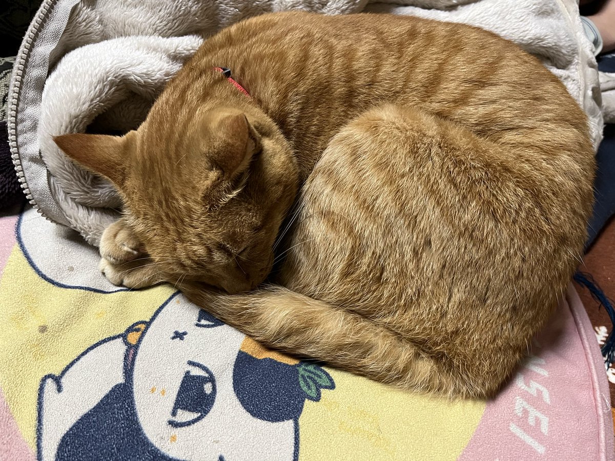 ponrin0830's tweet photo. 今日も一日お疲れさまでした
おやすみなさい🌙😴
#猫好きさんと繋がりたい
#猫のいる暮らし https://t.co/35GciiirP1