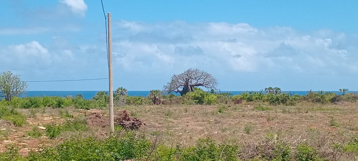 Francis Fares Maro tweet media