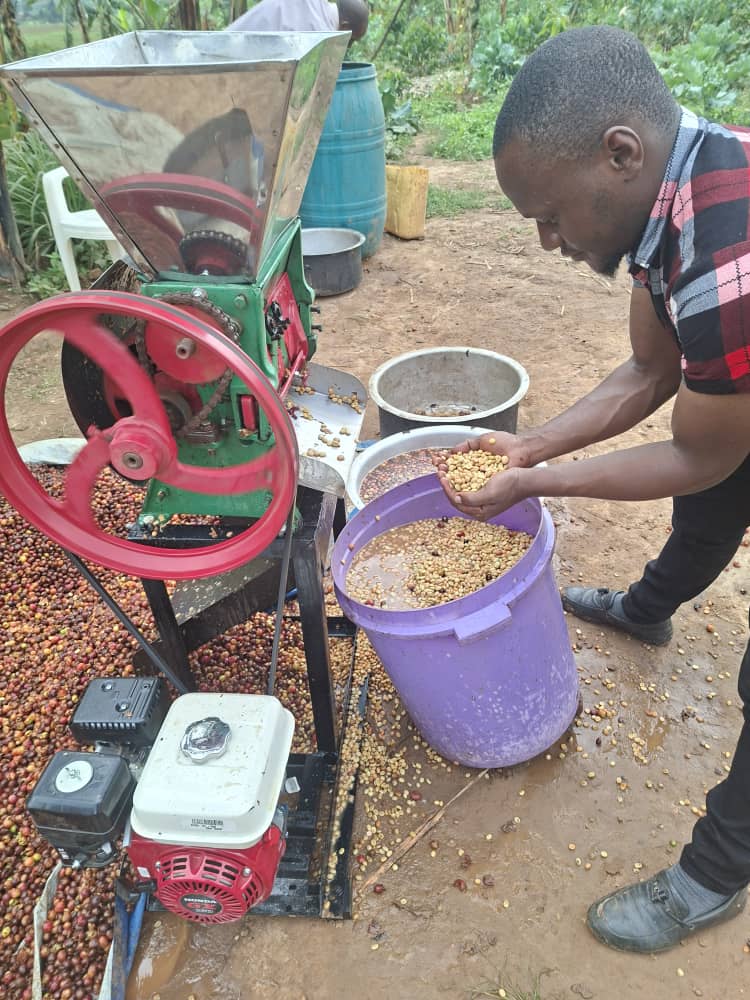 Bayuminvestltd's tweet photo. We also had the pleasure of commissioning a coffee pulper for Dr. Everest in Rukiga District – Kabale.

Anyone who has ever pulped coffee manually knows the struggle: Long hours, uneven quality, beans getting damaged, and exhaustion that steals the joy of the harvest season. https://t.co/YfF1pUDP17