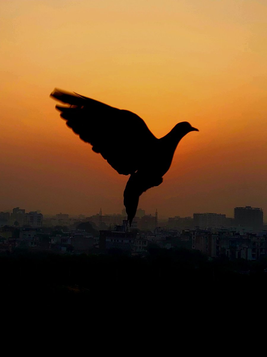 oldletterbox's tweet image. आसमाँ जिसका घर हो
उसका कौन शहर हो