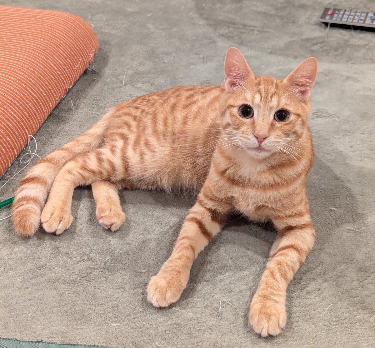 ヤマモト麺 tweet media