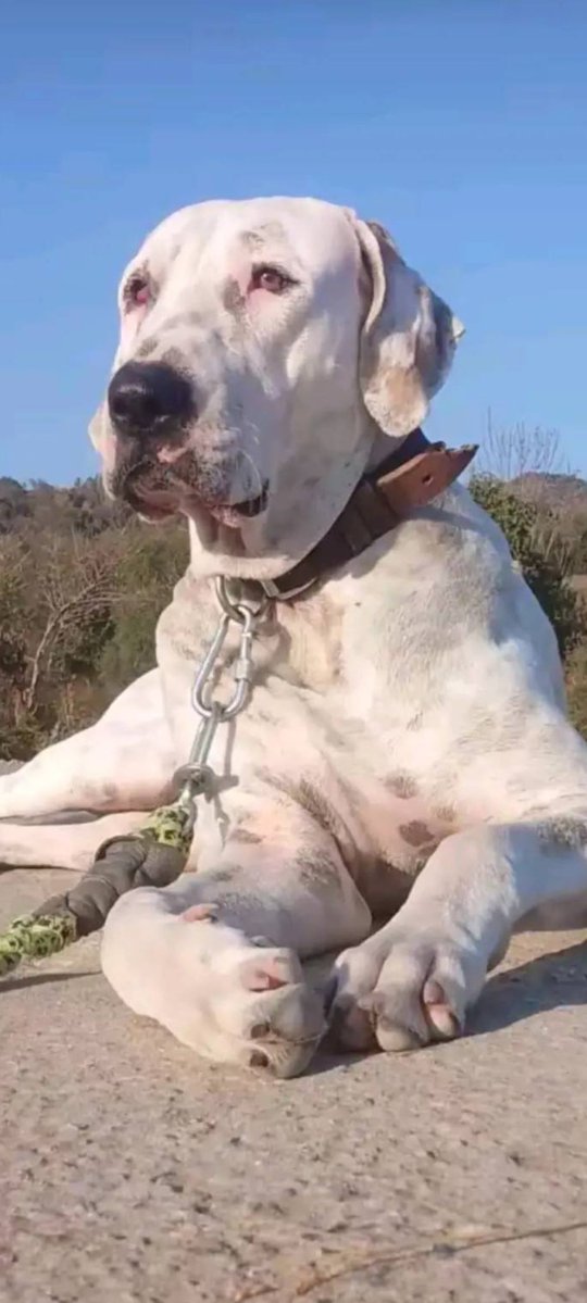Jaxxad007's tweet image. &quot;A dog is the only thing on earth that loves you more than he loves himself&quot;.
Name: Laila 
Dog breed: Pakistani Mastiff 
Shoulder Height: 31.5 inches 
(80.01 cm)
#DogLovers
#puppylove