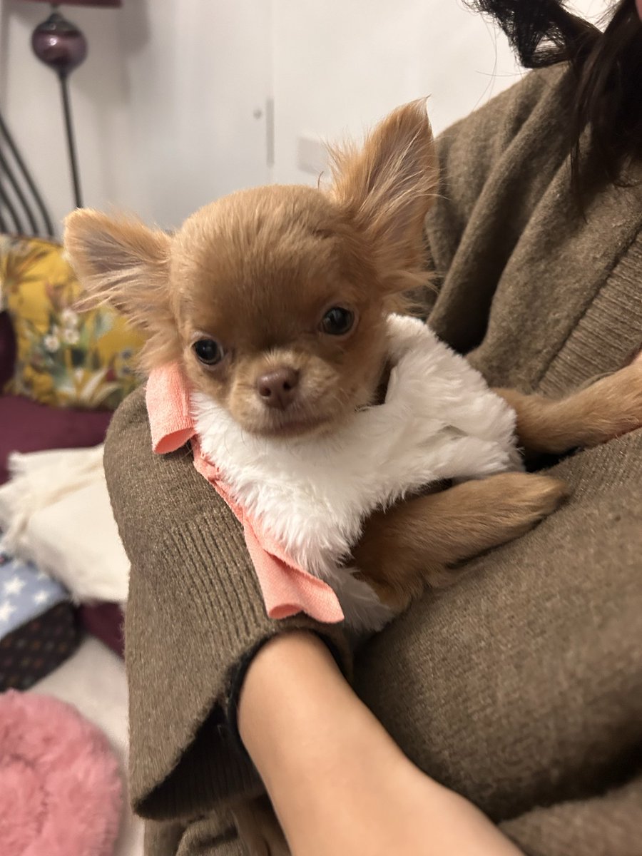 VittoStack's tweet image. My mother has a new dog.

Say hi to Matilde 👋