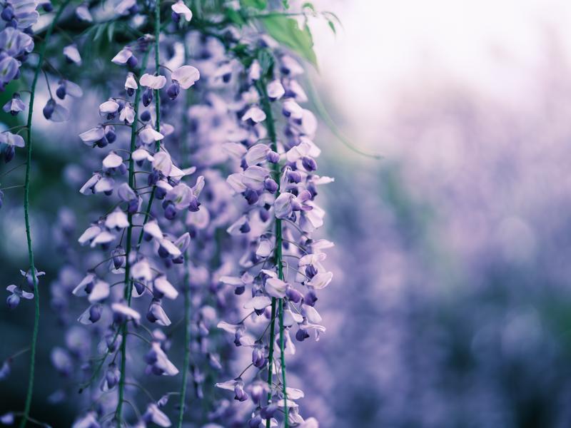 yokoiakira's tweet image. 🦋わたしの小説、更新しました🦋

小説かいて、泣くの久しぶり
書き方を思いだしたかも

あ、ドングリは平安時代から
ありますわ🍁

～ムラサキの闇と月華迷宮～

⬇️ここから読めます goodnovel.com/book/%E3%83%A0…