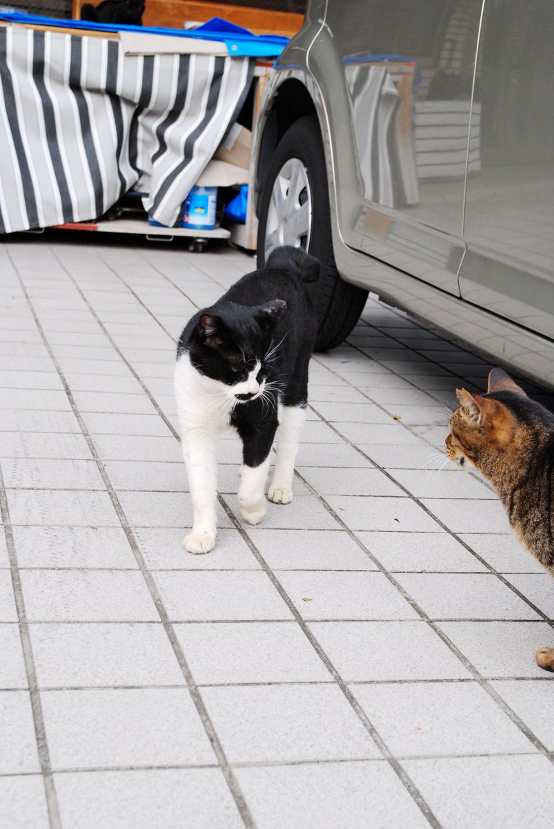 今日、猫に会えたら」