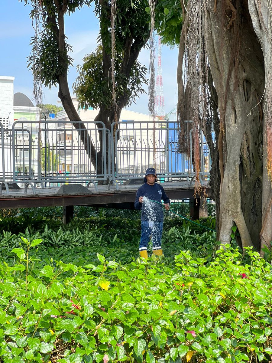 ¡Cuidado y belleza! 🌳 Realizamos poda de aclareo y riego en nuestras áreas verdes del Malecón 2000. ¡Tu visita será inolvidable! #CiudadDeTodos