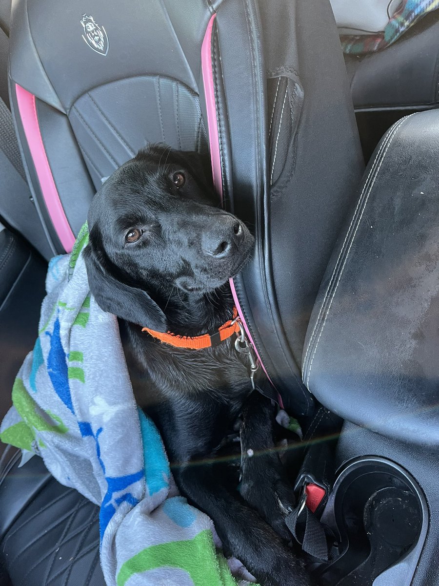 SneedHayley's tweet photo. picked this sweet girl up yesterday so of course i had to name her after the queen her self 👑🤍@MileyCyrus https://t.co/l3IJZjZegX