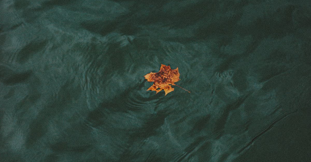 Hayat ırmağına düşen her yaprak,
ırmağın akışına teslim olur,
ne ırmak özgürdür ne de yaprak.