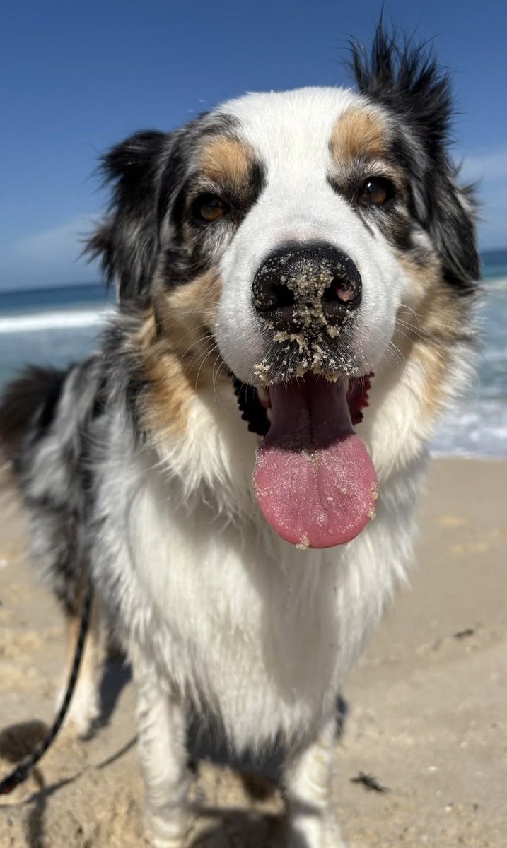 ItchPet's tweet photo. Guess the breed❔🐾

Like for Border Collie
Comment for Australian Shepherd https://t.co/NmpYt6k4ZC