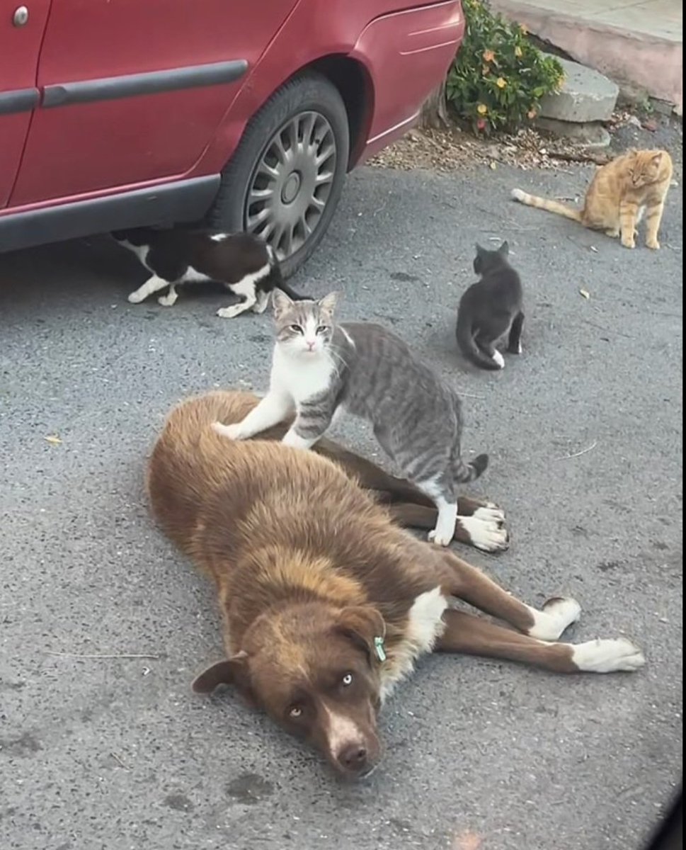 Ülkenin çok daha mühim problemleri var hayvaların rızkı ile uğraşmayın 2025 Türkiyesinde sokak hayvanlarını beslemeyin açlıktan gebersinler bu sorunda böylece çözülsün diyemezsiniz! Aklı selim hiçbir bürokrat böyle bir talimat veremez kendize gelin!#beslemeyasaklanamaz