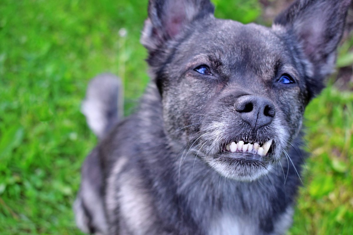 K9BackPack's tweet image. Pet dentistry has come a long way in the last 20 years.  Now, it is even possible for a dog to have orthodontic braces, root canals, and crowns! Read more: whole-dog-journal.com/health/dental_…?
Photo credit: Article Link