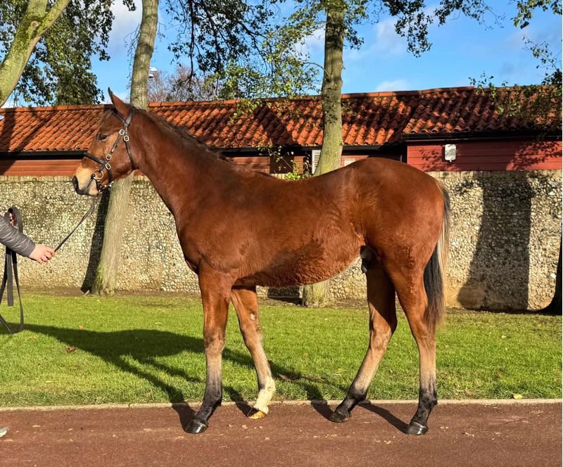 Kellsgrange Stud tweet media