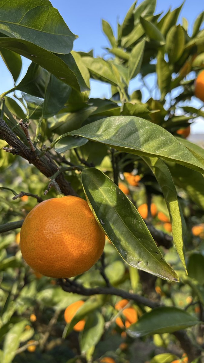 RieTDesign_web's tweet image. 毎年恒例！有田みかんのみかん狩り🍊へ✨めちゃいっぱい食べた🈵はち切れそう！美味しすぎた😍