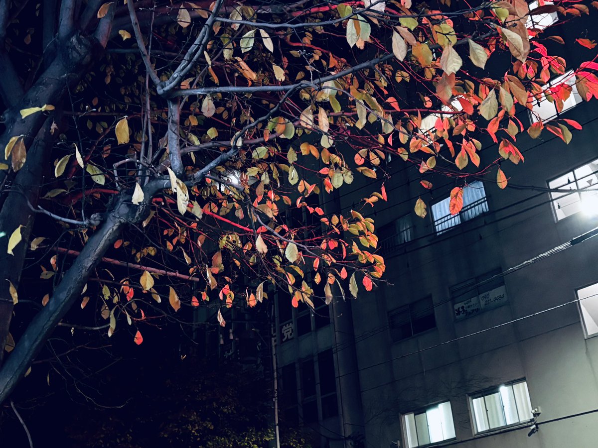 noko (@nakonikonuko) on Twitter photo 