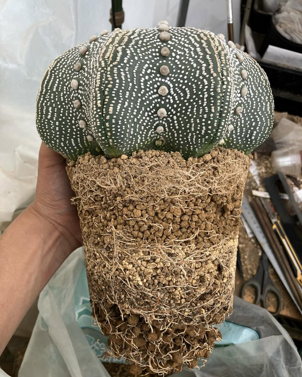 mahdbdi's tweet photo. #cactusnursery
#gymnocalyciumthailand #cactusnursery
#brisbanecactiandsucculents #cactusporn #copiapoacinerea
#dealbata #caudex
#cactus #cacti #Succulents #succulentsplant #caudex
#ariocarpus #cactus #astrophytum
#succulents #lophophora #cactuslover #mammillaria #cacti
#cactustha https://t.co/S1DCjYAafH